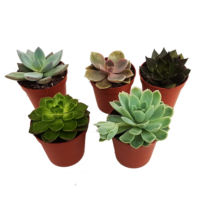 Mini suculente- mix echeveria